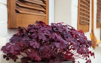 Tu je dôvod, prečo každý potrebuje vo svojom dome rastlinu Purple Shamrock
