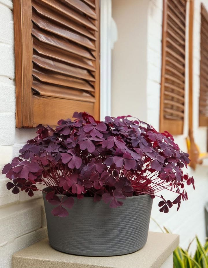 Tu je dôvod, prečo každý potrebuje vo svojom dome rastlinu Purple Shamrock