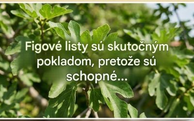Figové listy, prirodzení spojenci pre trávenie, hladinu cukru v krvi a pohodu