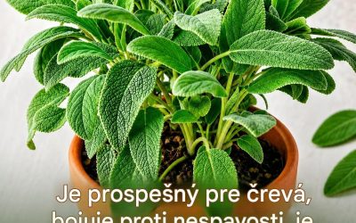 Šalvia vo varení a pre pohodu: aromatický poklad s upokojujúcimi vlastnosťami