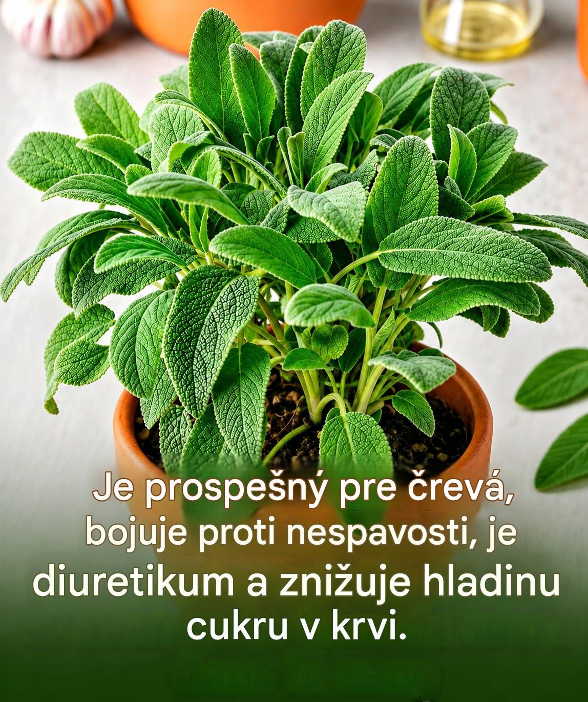 Šalvia vo varení a pre pohodu: aromatický poklad s upokojujúcimi vlastnosťami