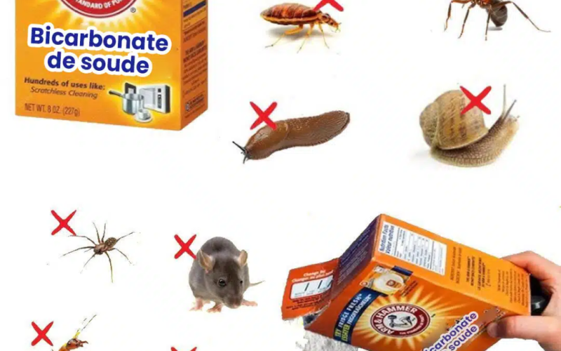 7 prírodných a účinných metód, ako udržať myši mimo vášho domu