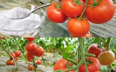 Sóda bikarbóna je najlepší priateľ záhradníka: tu je 10 šikovných spôsobov použitia v záhrade